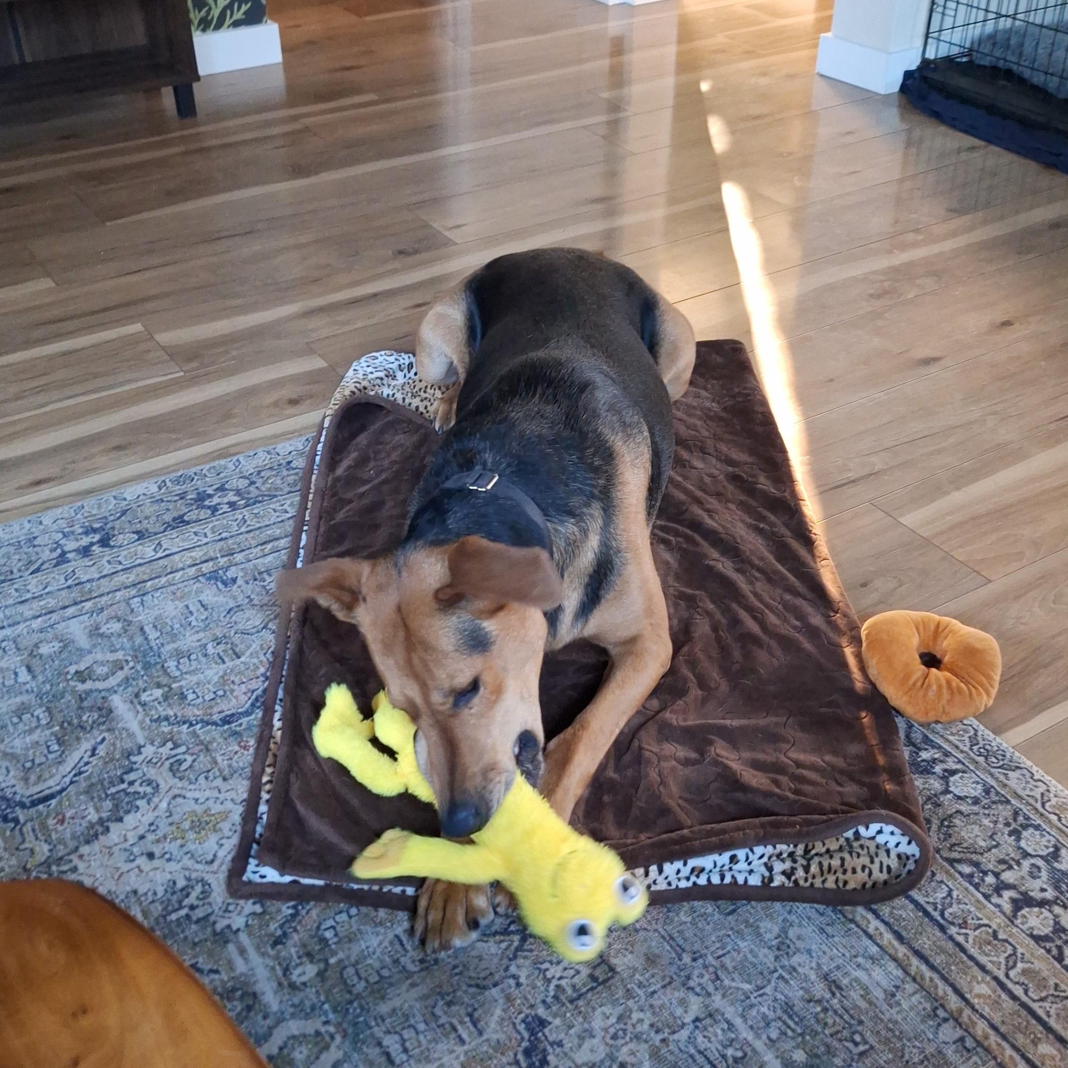 Enlarge Spencer, a Adoptable mixed breed in Redding, CA image 4/6