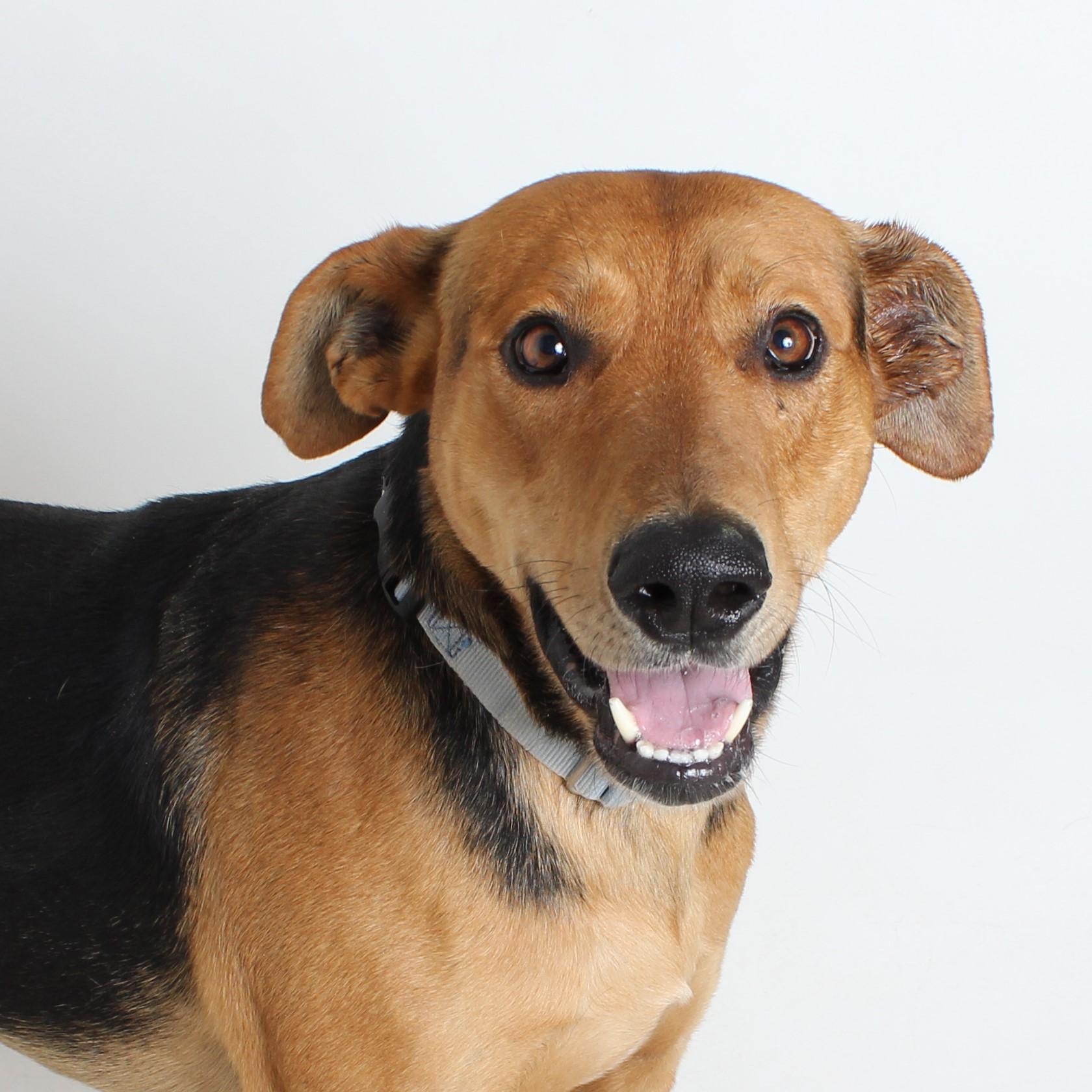 Enlarge Spencer, a Adoptable mixed breed in Redding, CA image 1/6