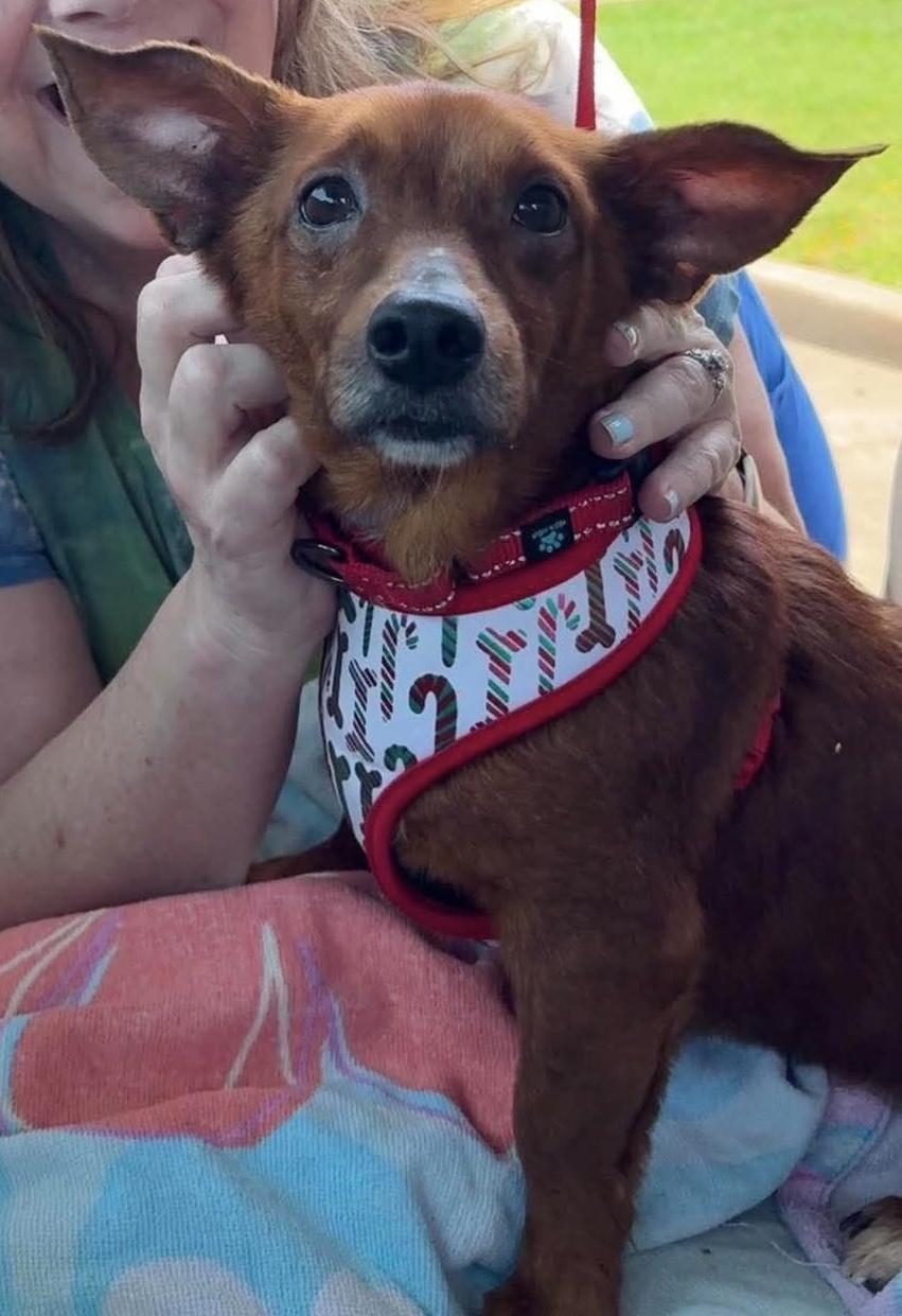 Enlarge Sheldon, an adopted Chiweenie in richmond, ME image 2/5