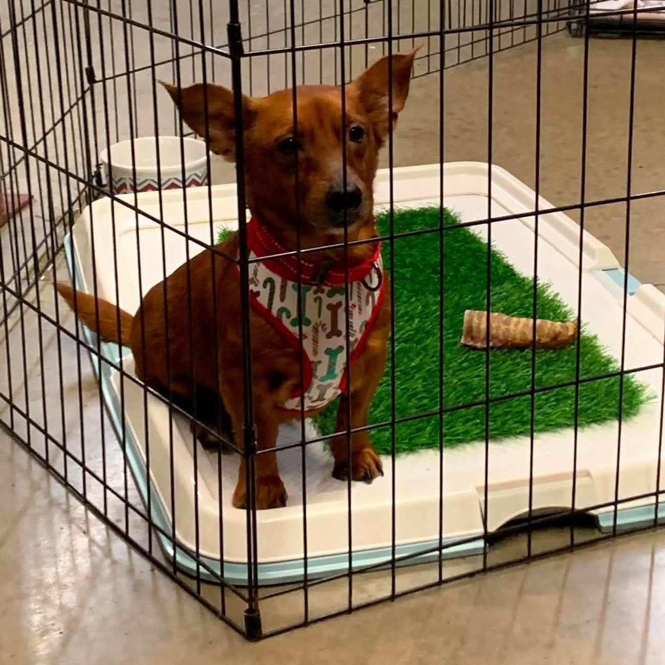 Enlarge Sheldon, an adopted Chiweenie in richmond, ME image 5/5