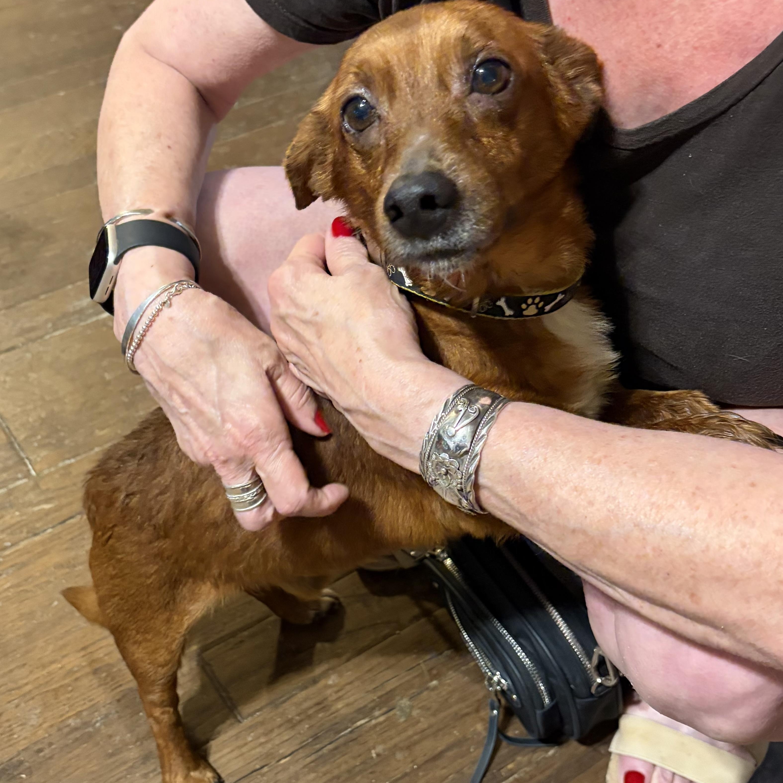 Enlarge Sheldon, an adopted Chiweenie in richmond, ME image 4/5