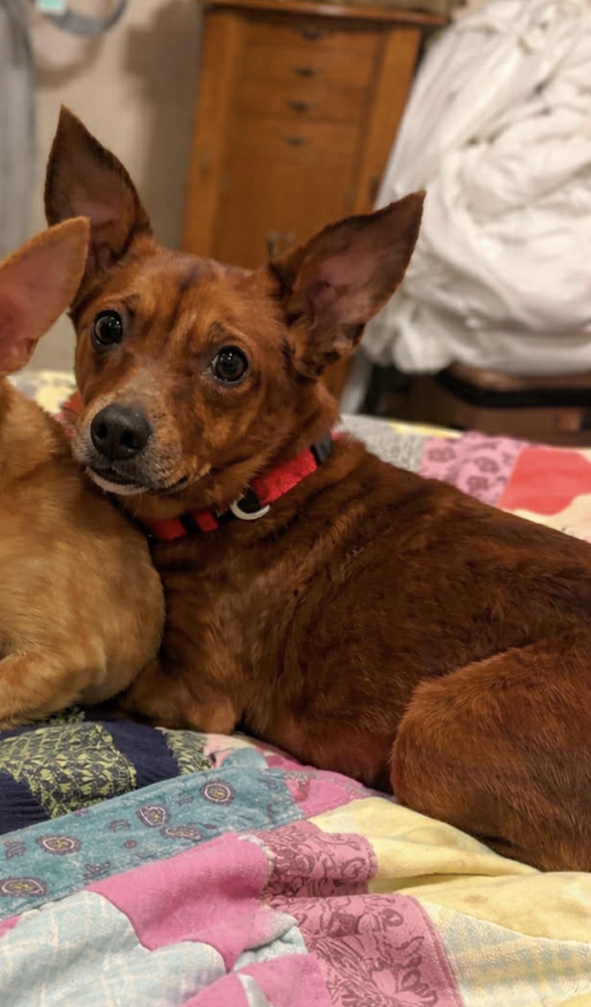 Sheldon, adopted, Senior Male Chiweenie.