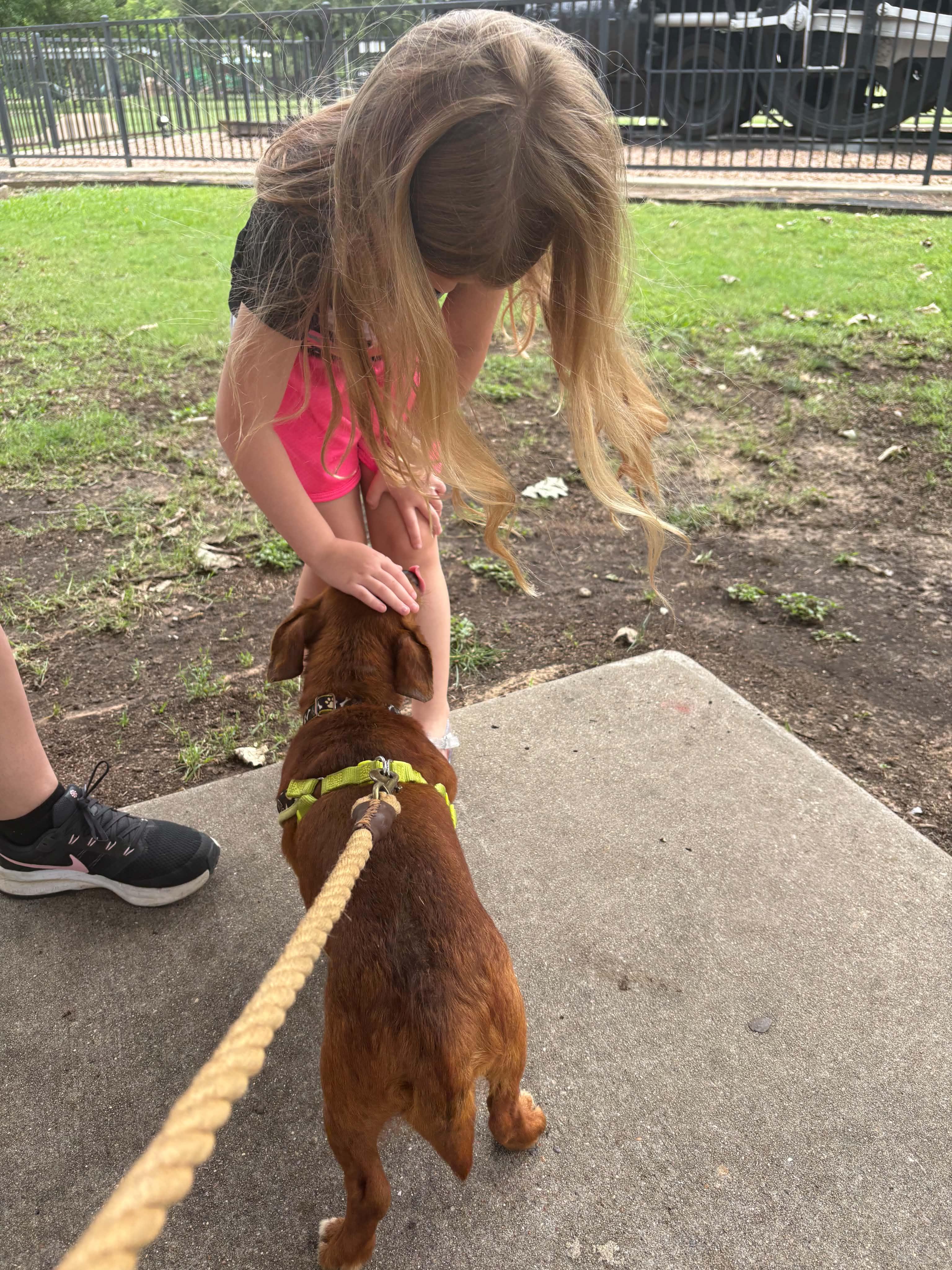 Enlarge Sheldon, an adopted Chiweenie in richmond, ME image 3/5