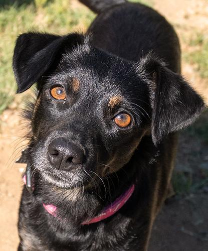 Cricket, adopted, Adult Female Terrier.