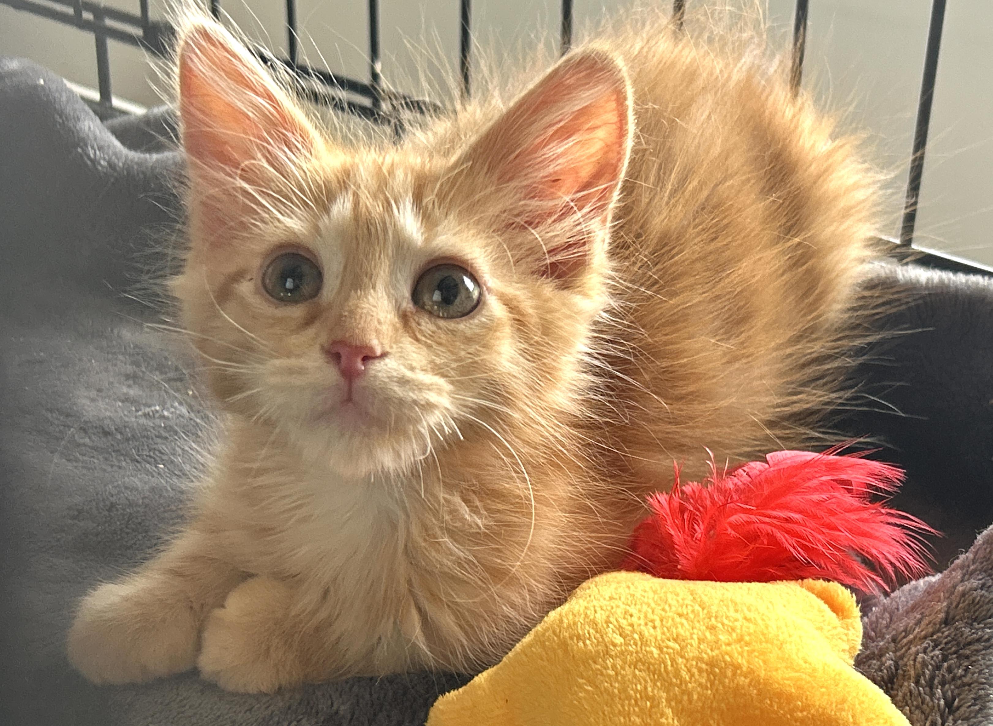 Enlarge Palermo, a Adopted mixed breed in Marble Falls, TX image 2/4