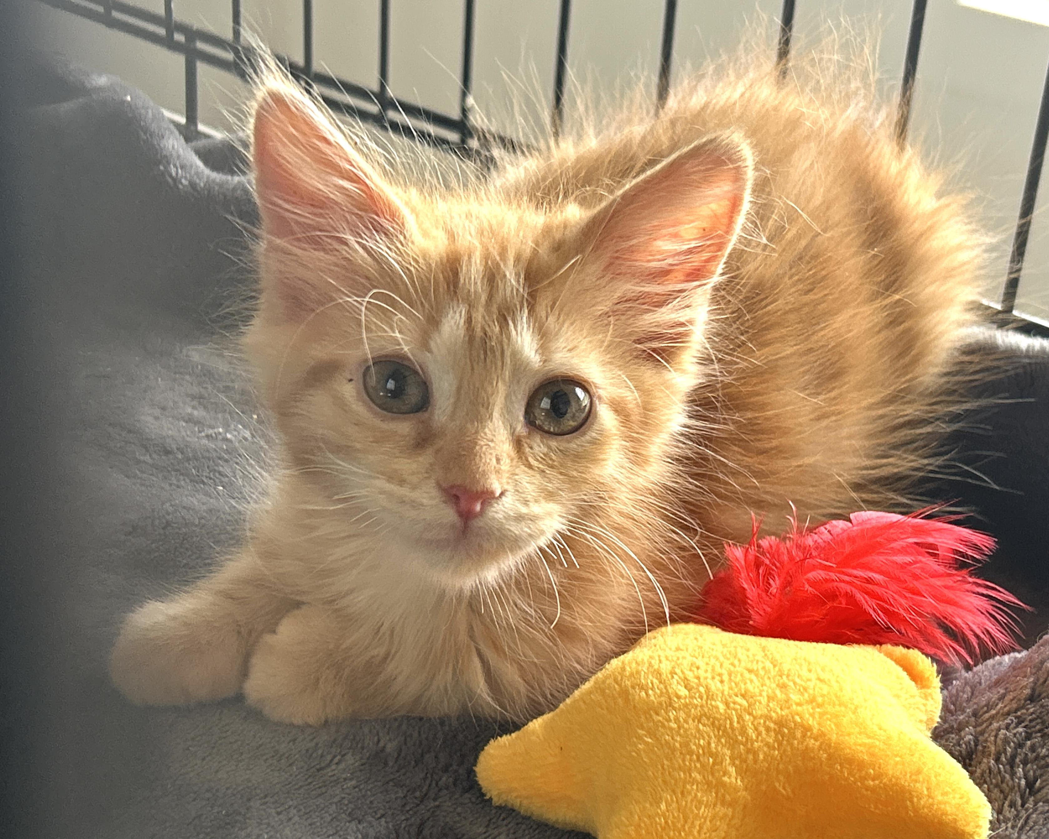 Enlarge Palermo, a Adopted mixed breed in Marble Falls, TX image 3/4