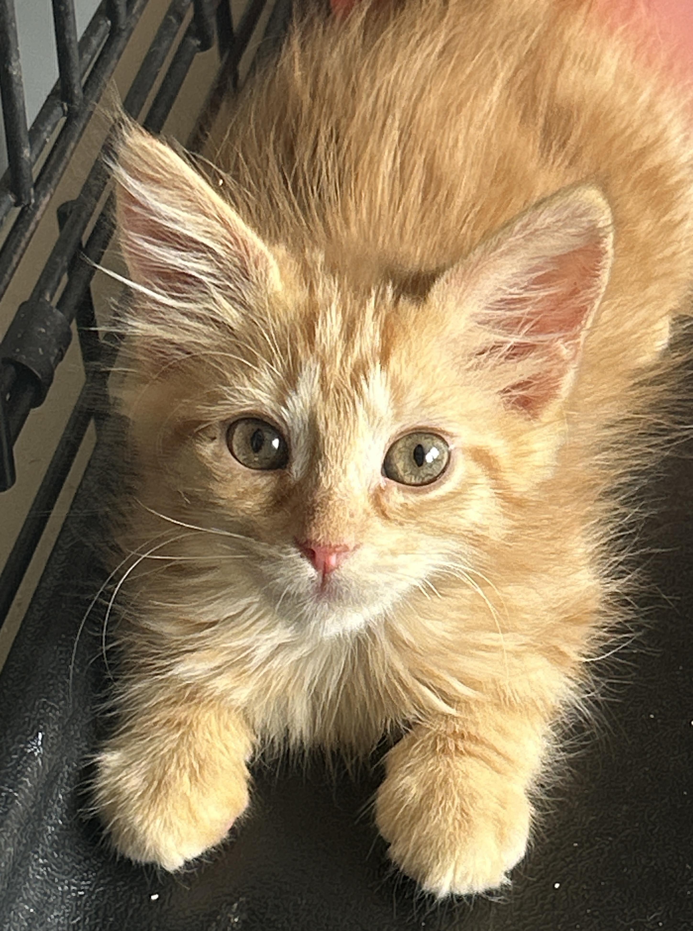 Enlarge Palermo, a Adopted mixed breed in Marble Falls, TX image 1/4