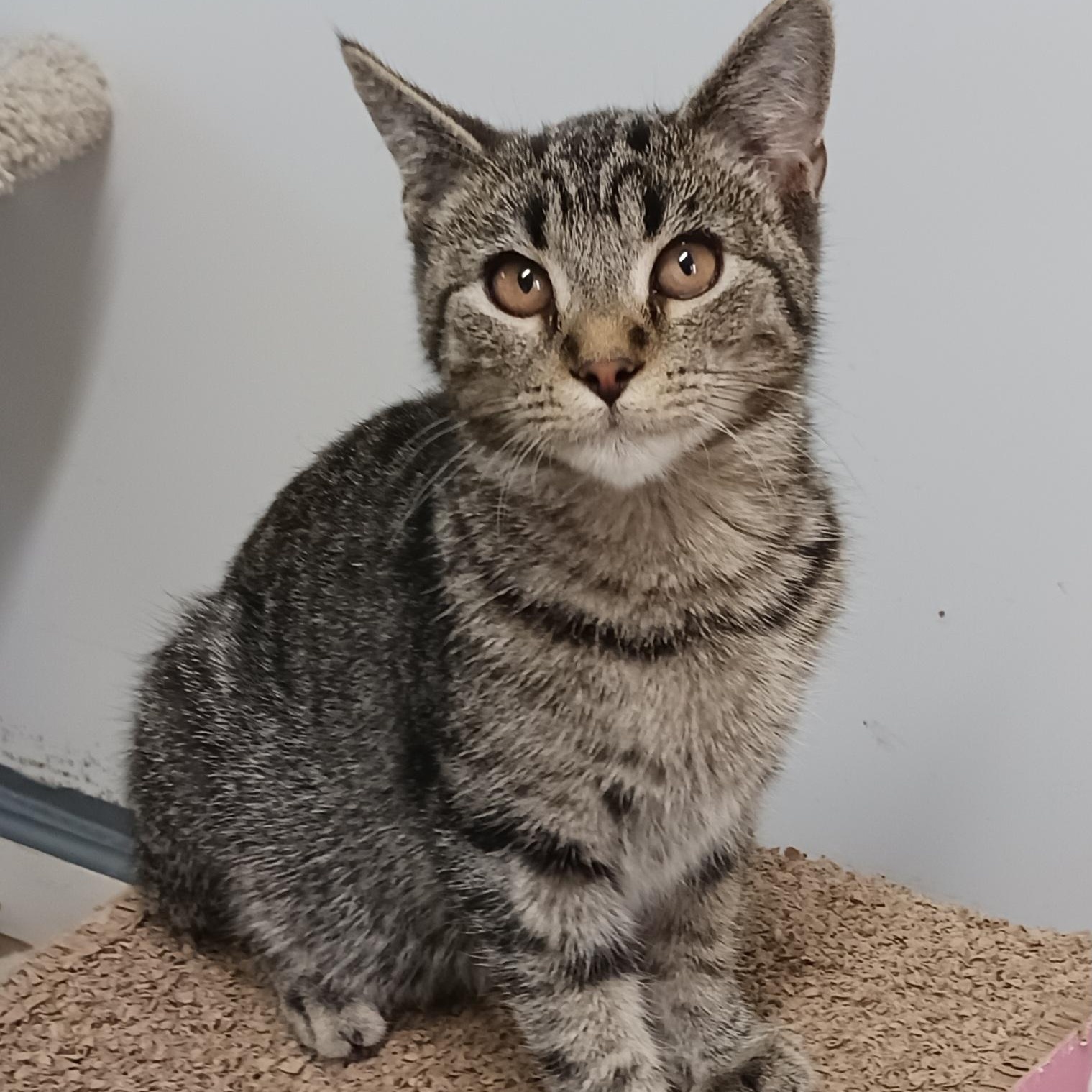 Jonas, Adoptable, Kitten Male Domestic Short Hair.