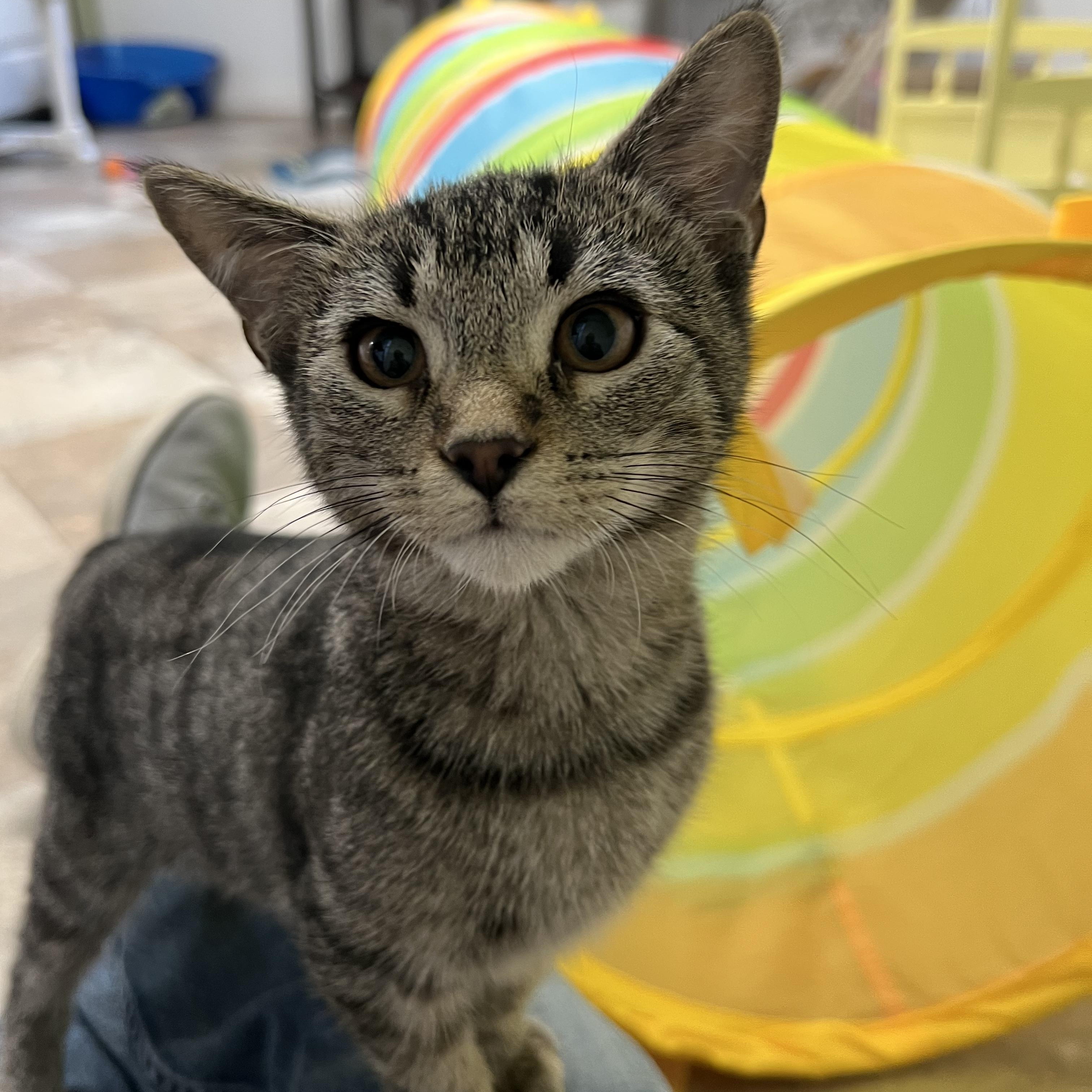Enlarge Jonas, a Adoptable Domestic Short Hair in St. Marys, WV image 3/4