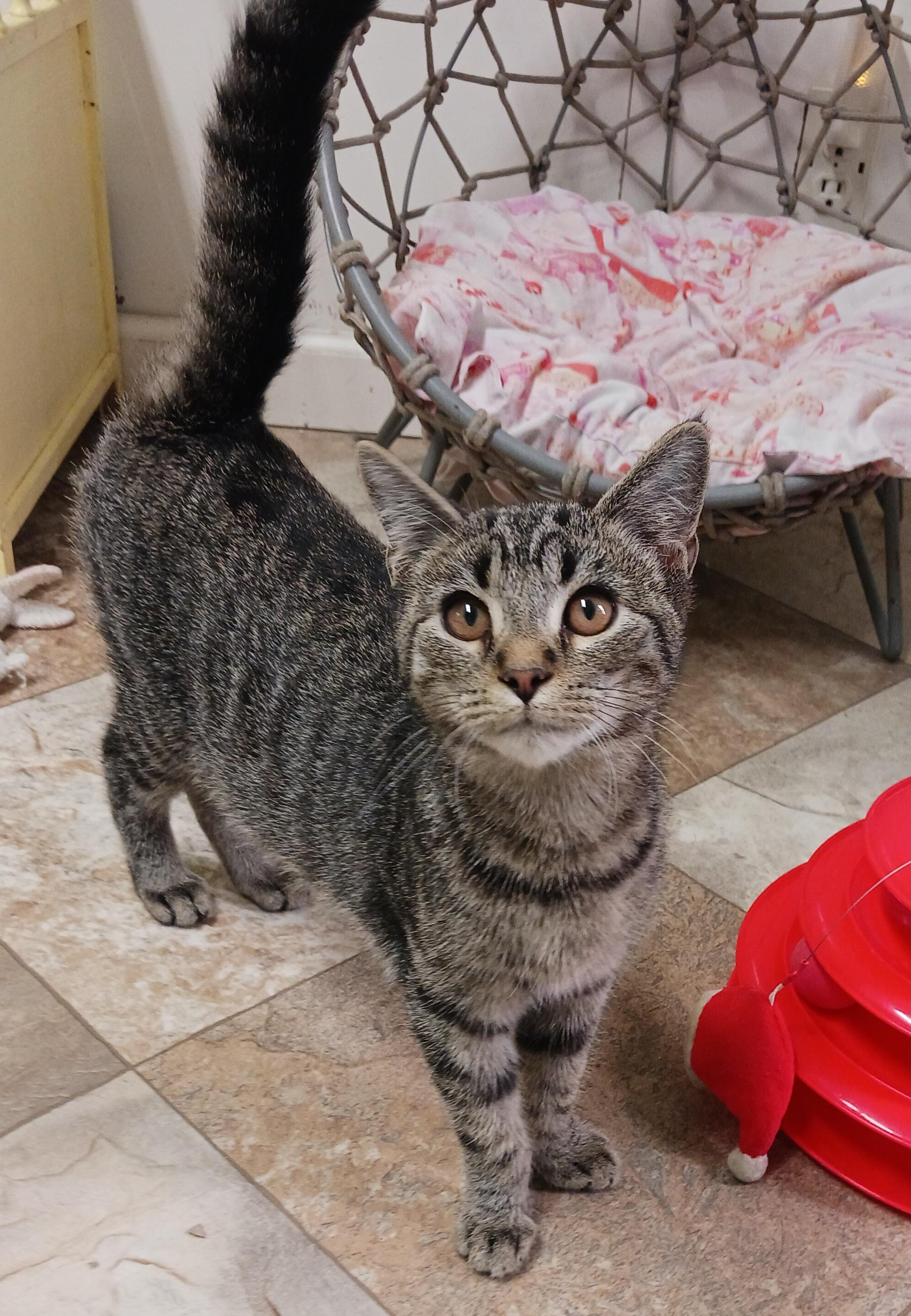 Enlarge Jonas, a Adoptable Domestic Short Hair in St. Marys, WV image 2/4