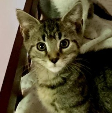 Jonas, a ADOPTABLE Domestic Short Hair in St. Marys, WV image 2/4