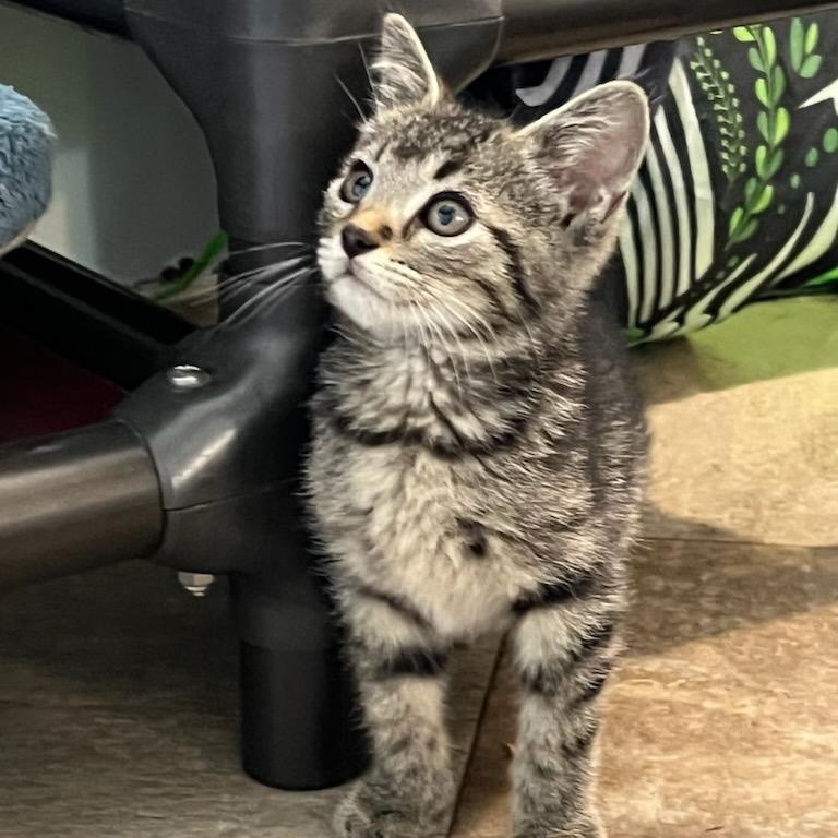 Jonas, a ADOPTABLE Domestic Short Hair in St. Marys, WV image 3/4