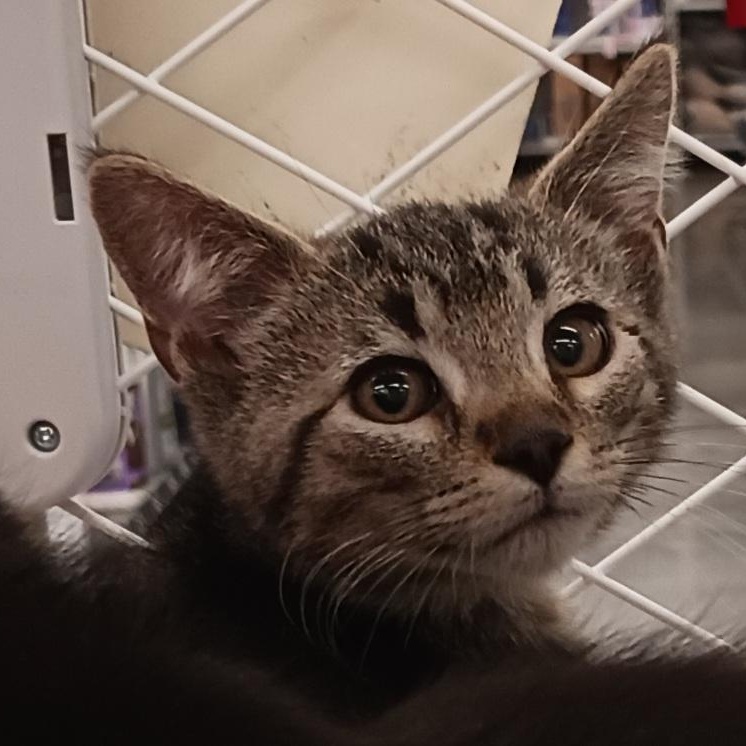 Jonas, a ADOPTABLE Domestic Short Hair in St. Marys, WV image 1/4