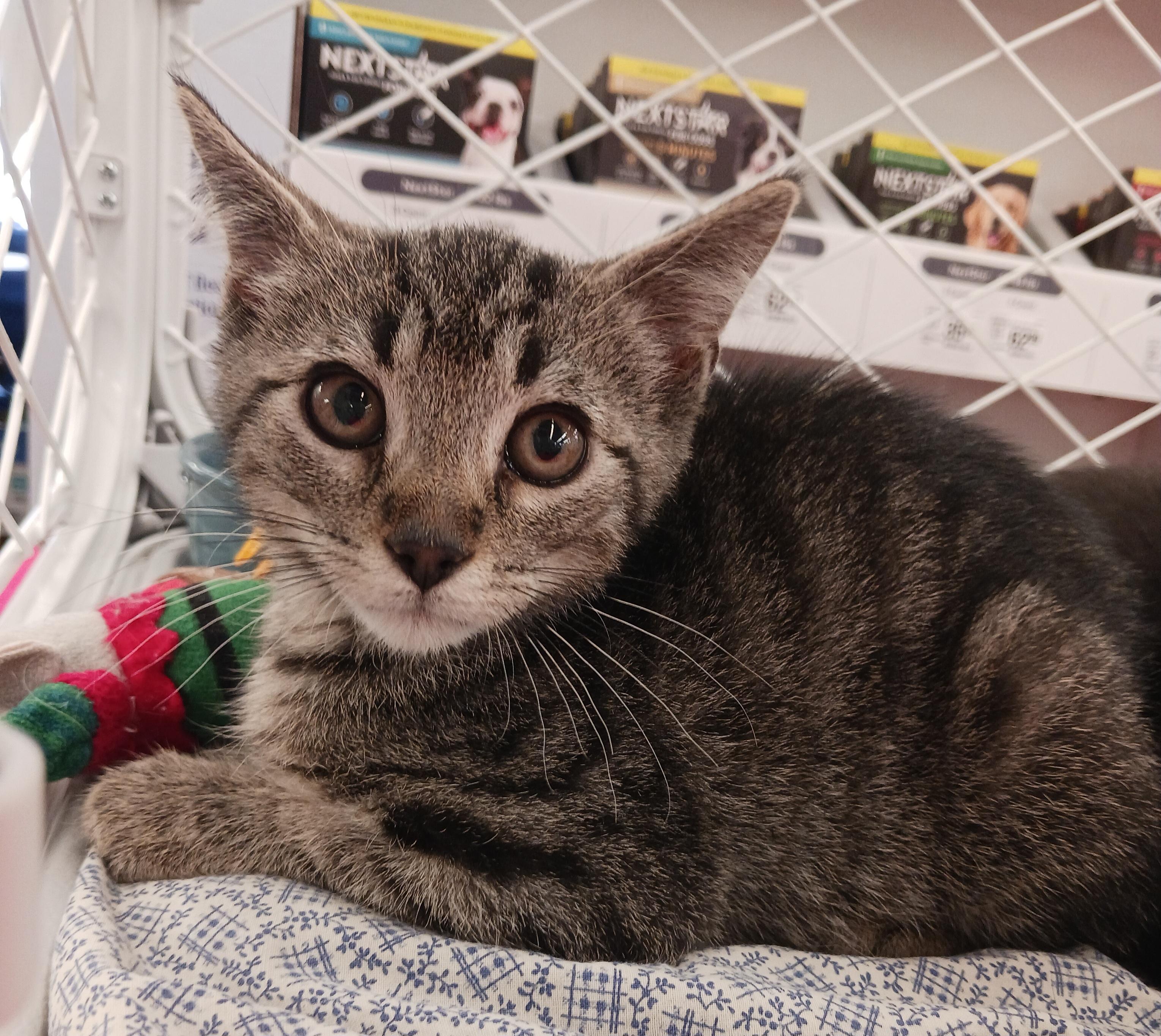 Jonas, a ADOPTABLE Domestic Short Hair in St. Marys, WV image 4/4