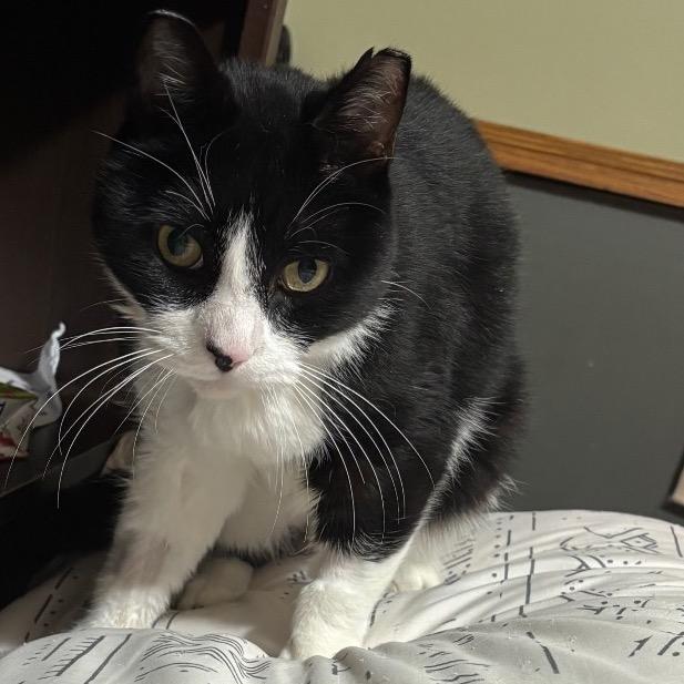 Lottie, Adoptable, Adult Male Domestic Short Hair.