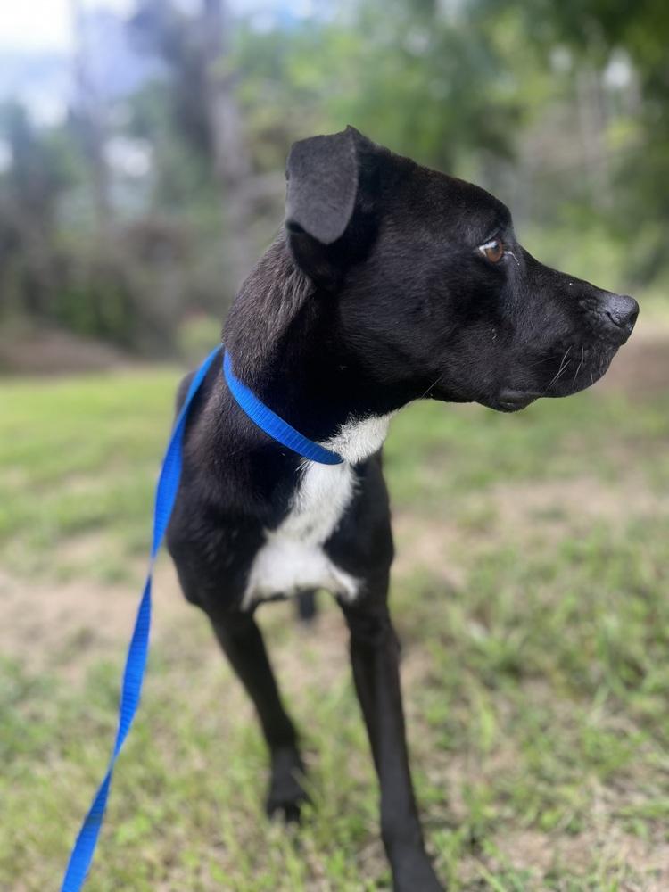 Meadow, Adoptable, Puppy Female Mixed Breed.