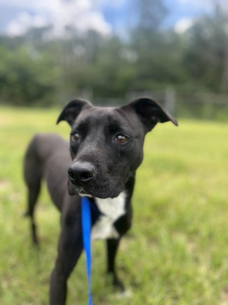 Enlarge Meadow, a Adoptable Mixed Breed in Crystal Springs, MS image 2/6