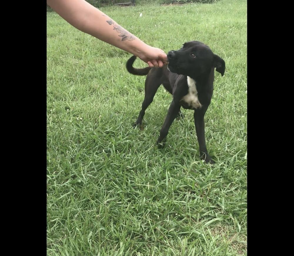 Enlarge Meadow, a Adoptable Mixed Breed in Crystal Springs, MS image 3/6