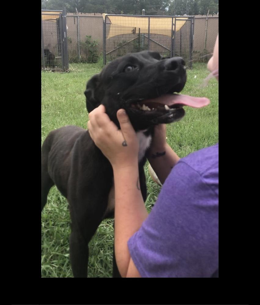 Enlarge Meadow, a Adoptable Mixed Breed in Crystal Springs, MS image 4/6