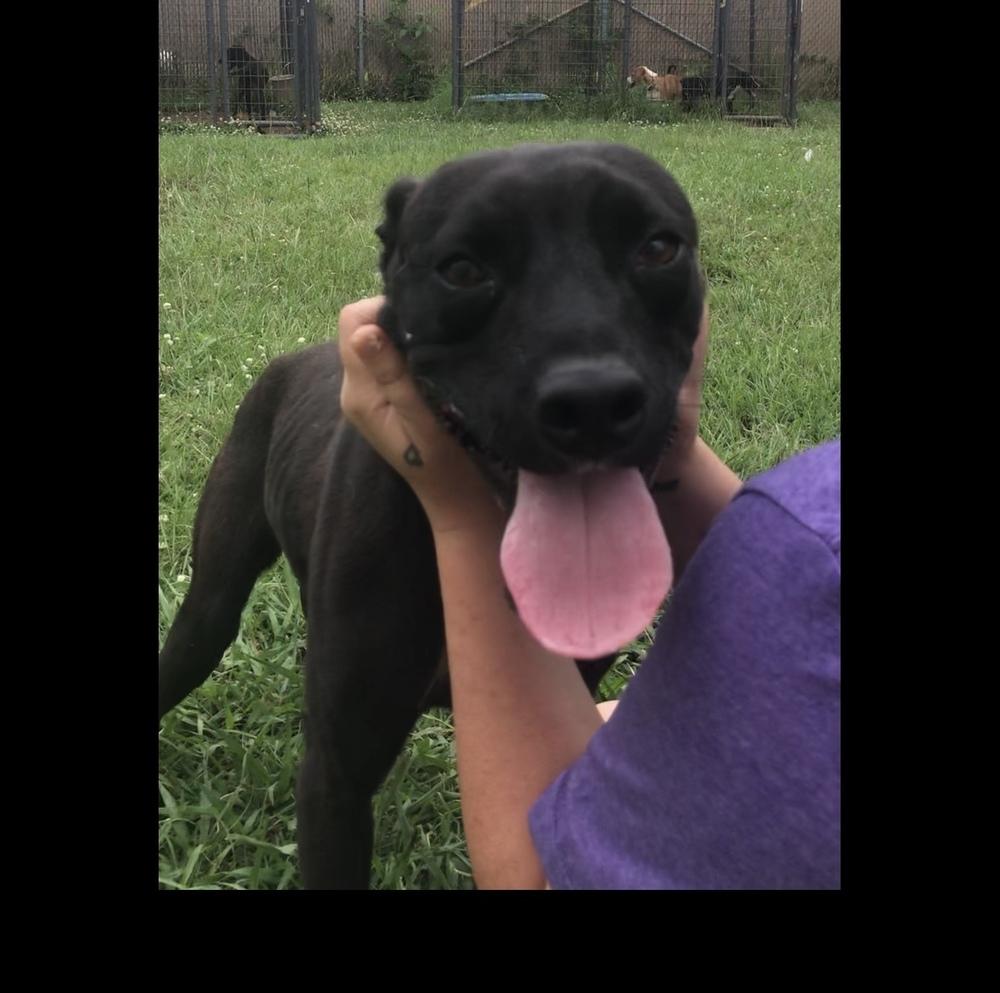 Enlarge Meadow, a Adoptable Mixed Breed in Crystal Springs, MS image 5/6
