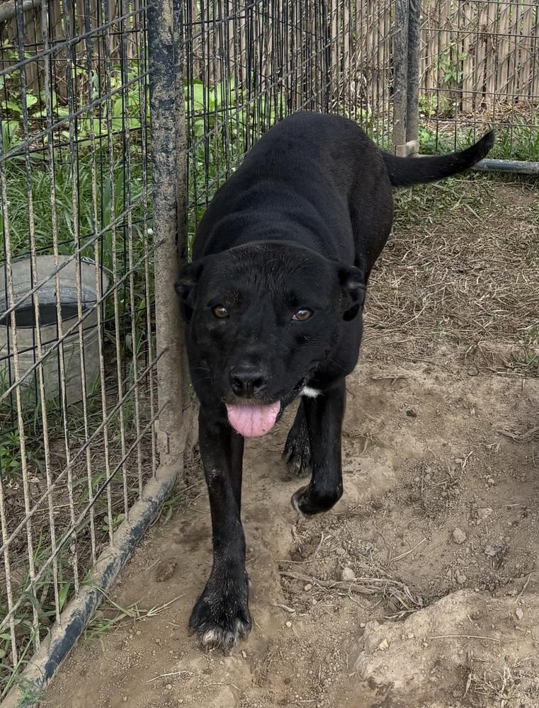 Enlarge Meadow, a Adoptable mixed breed in Crystal Springs, MS image 3/6