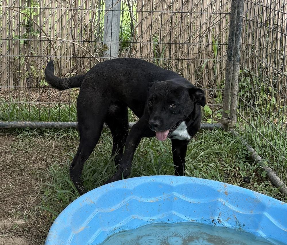 Enlarge Meadow, a Adoptable mixed breed in Crystal Springs, MS image 4/6