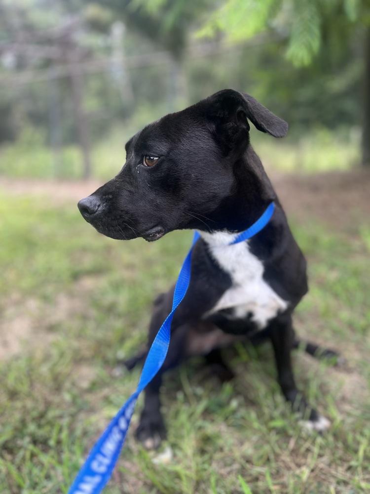 Meadow, Adoptable, Puppy Female Mixed Breed.