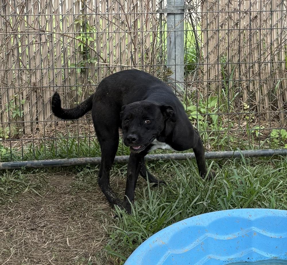Enlarge Meadow, a Adoptable mixed breed in Crystal Springs, MS image 6/6