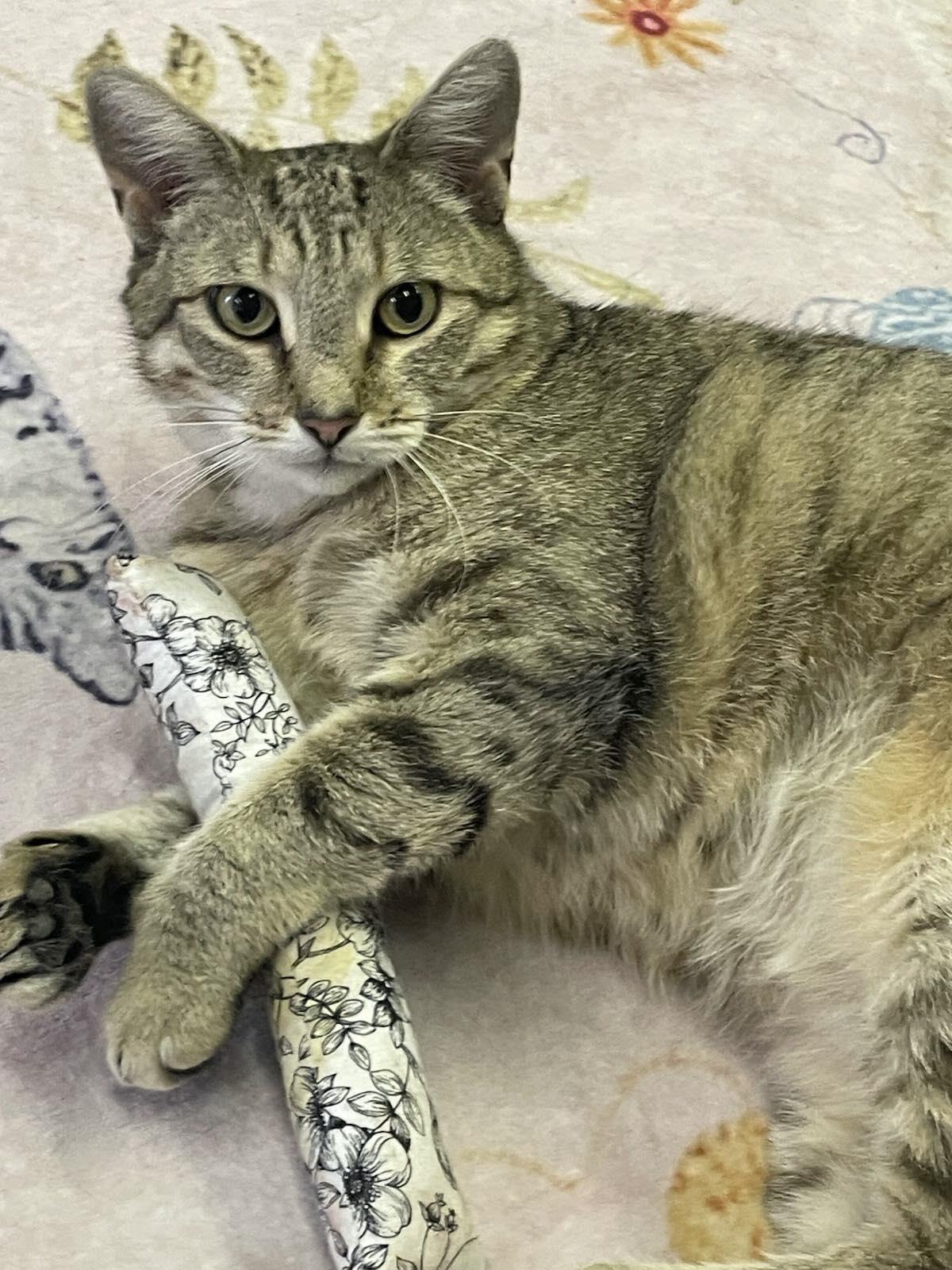 Sabrina, ADOPTABLE, Adult Female Tabby.