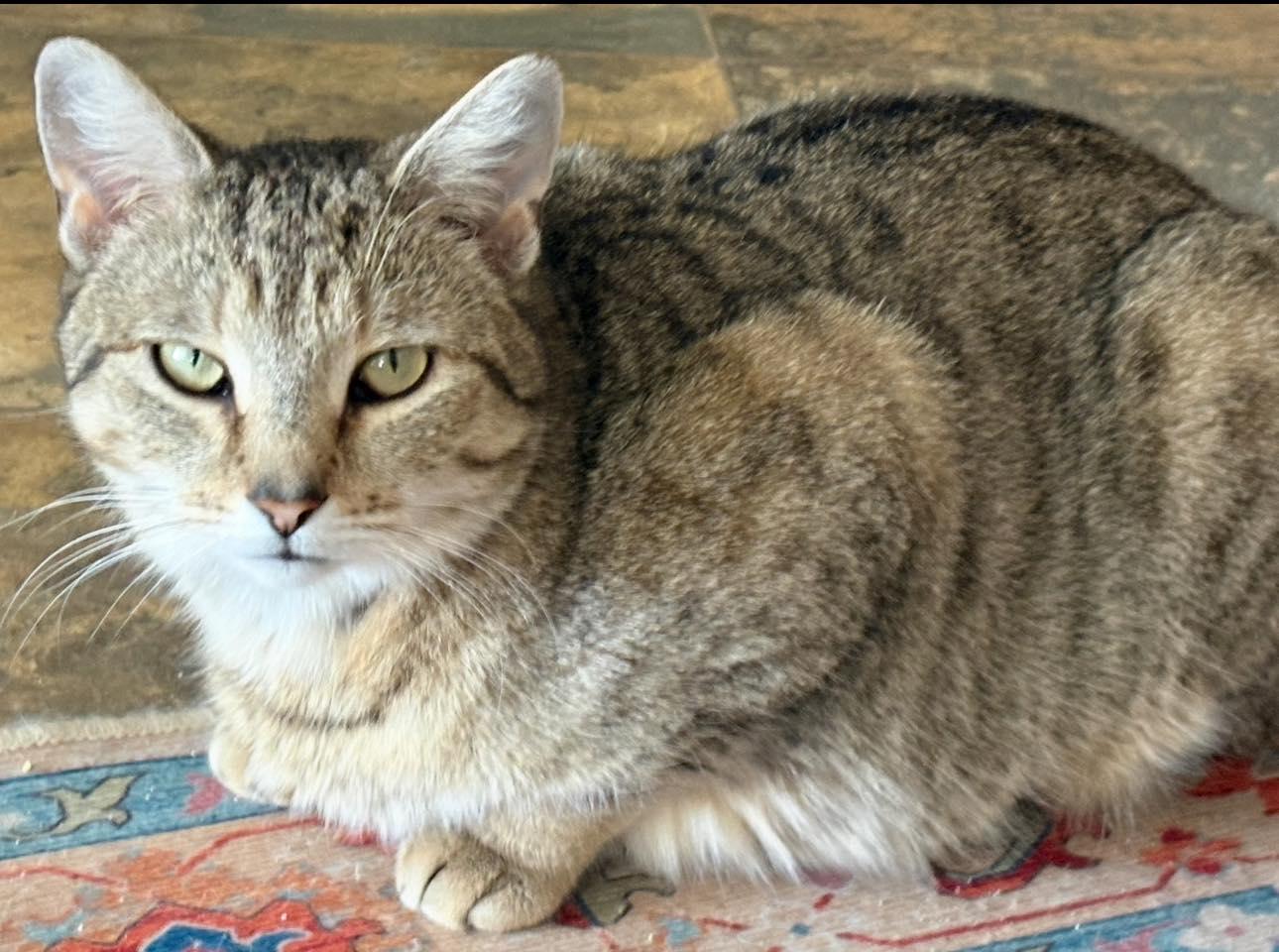 Xena, ADOPTABLE, Adult Female Tabby.