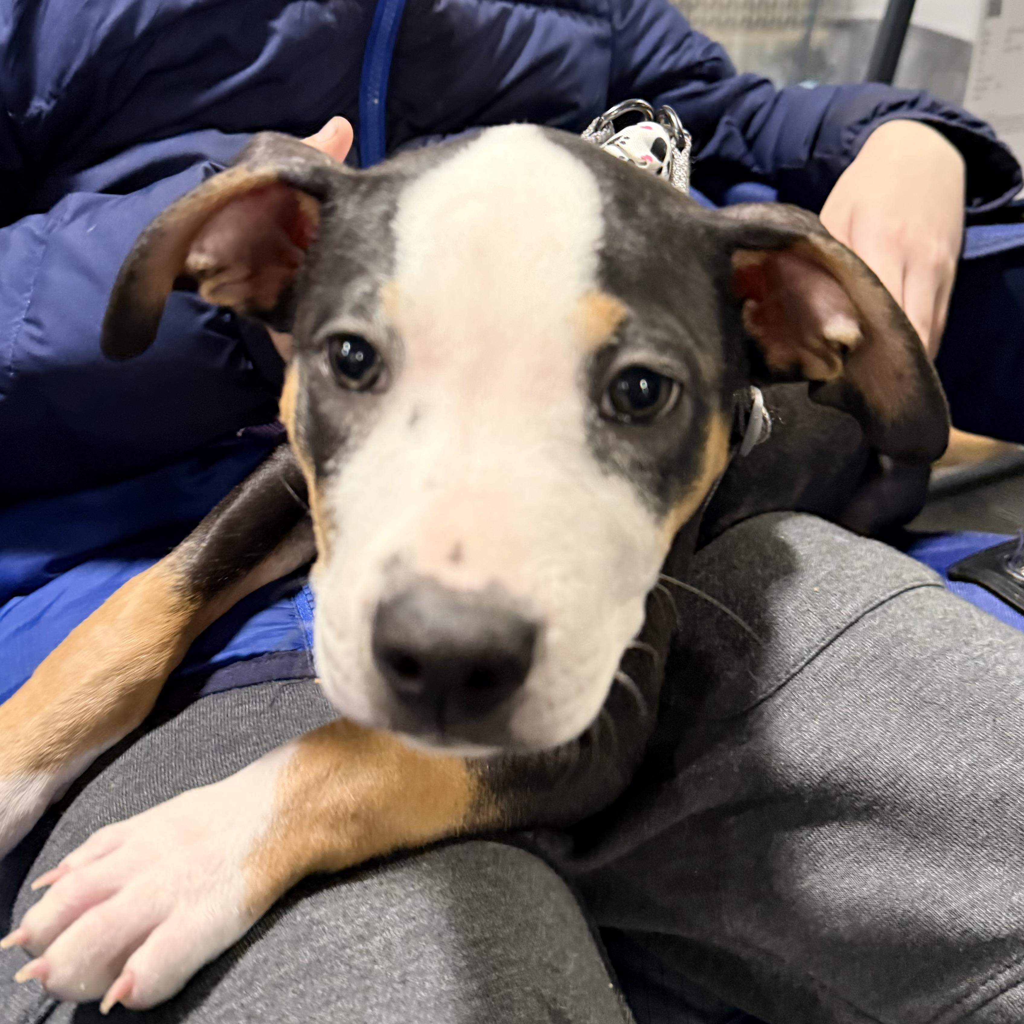 Weasel, ADOPTABLE, Puppy Female Pit Bull Terrier.