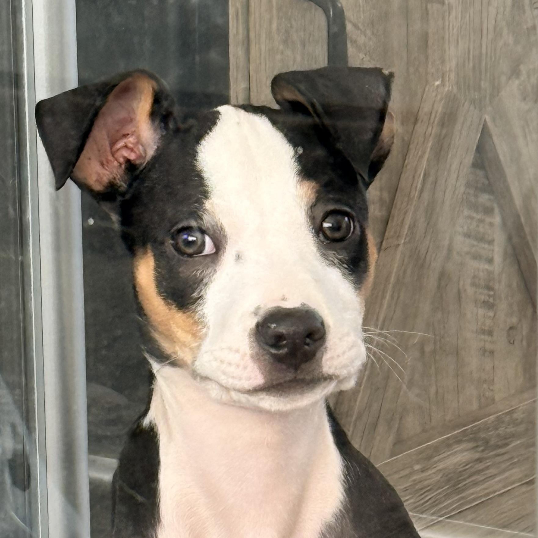 Weasel, ADOPTABLE, Puppy Female Terrier.