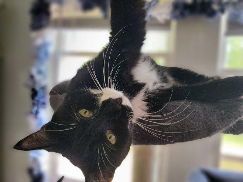 Ombre, a Adoptable Tuxedo in Niles, MI image 1/3