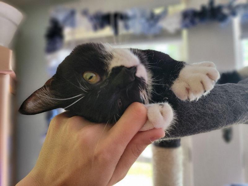 Ombre, a Adoptable Tuxedo in Niles, MI image 2/3