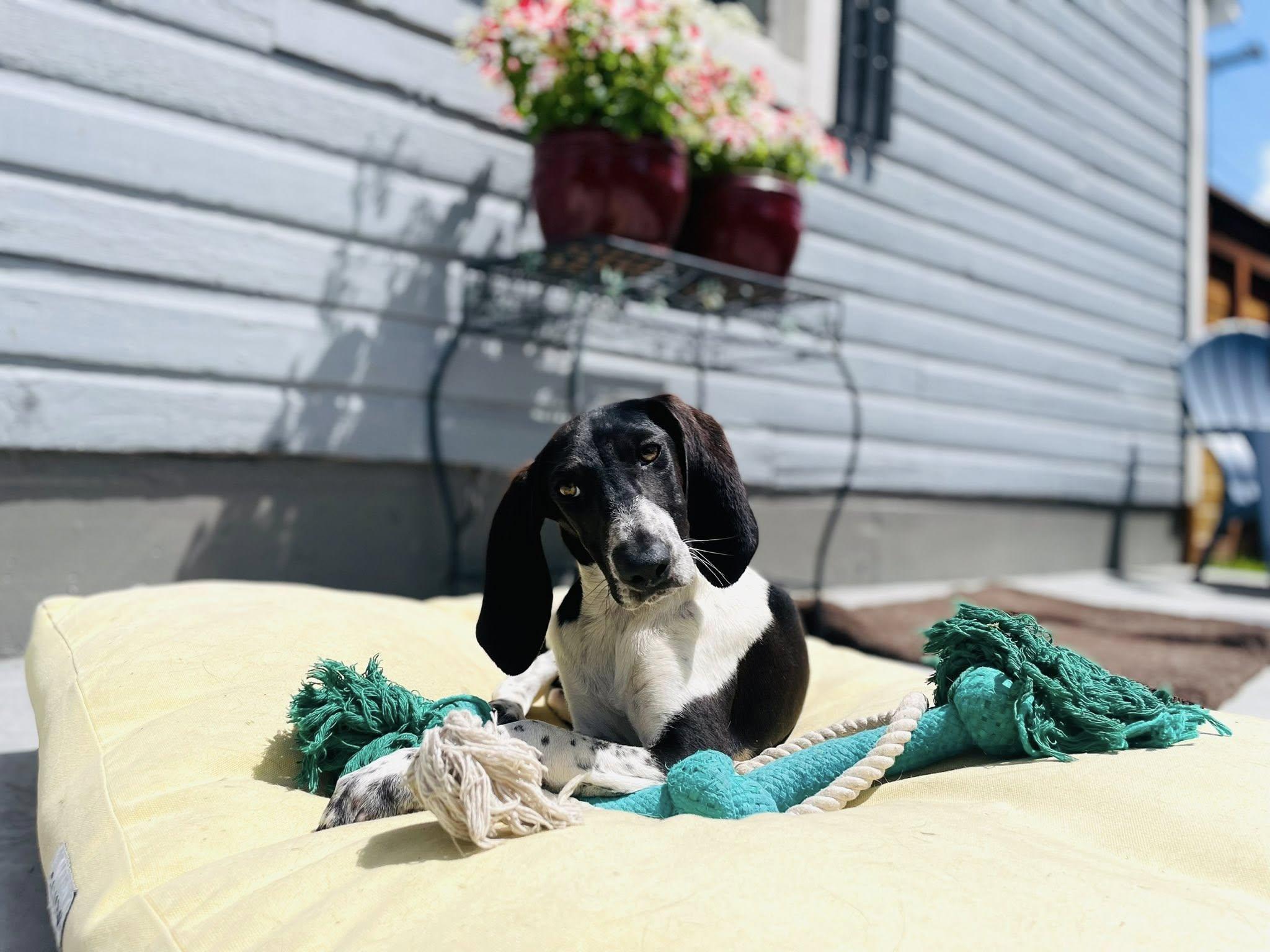 Baby D, an adopted Bluetick Coonhound in Kalispell, MT image 2/6