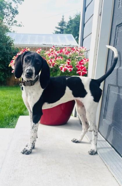 Baby D, an adopted Bluetick Coonhound in Kalispell, MT image 1/6