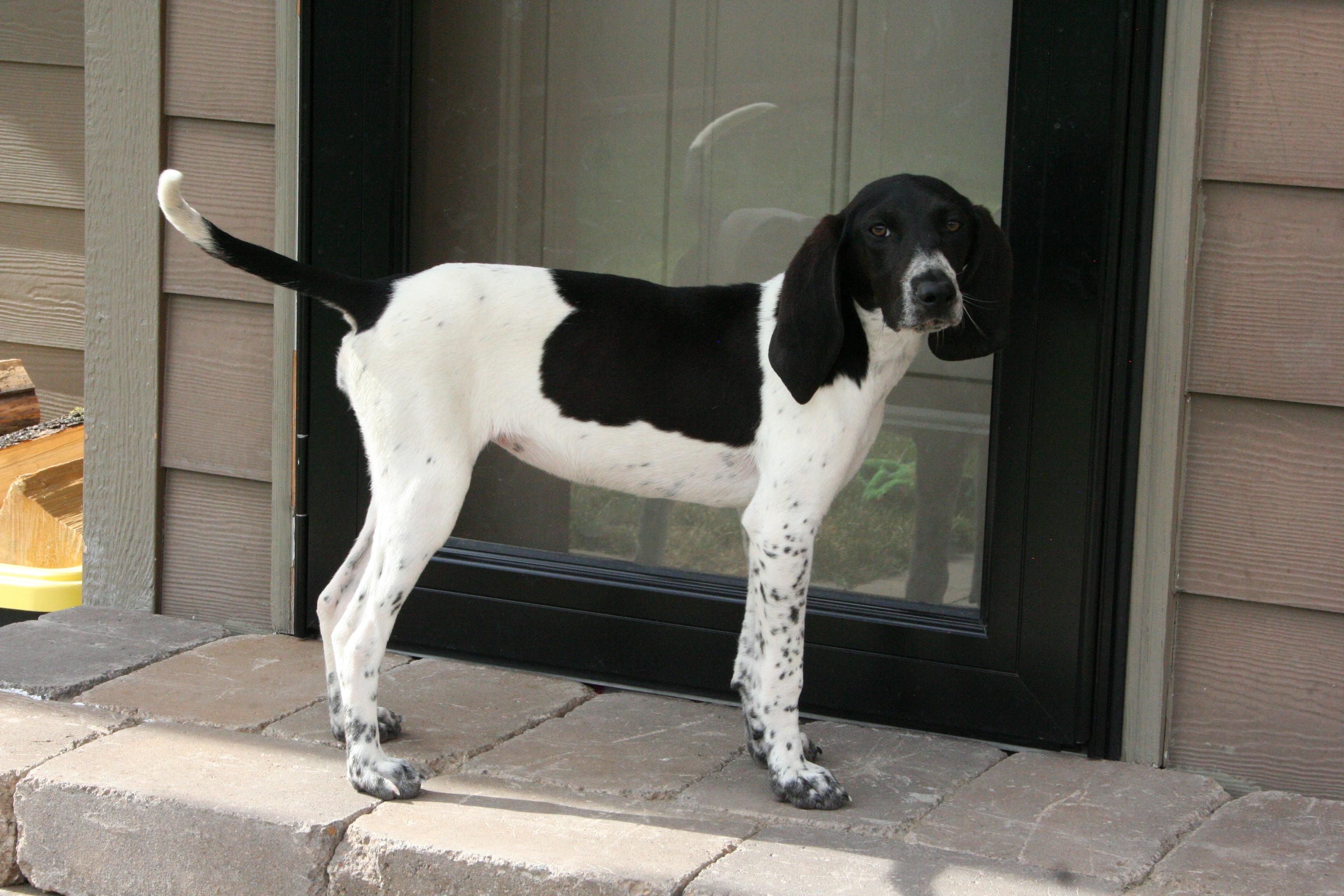 Baby D, an adopted Bluetick Coonhound in Kalispell, MT image 3/6