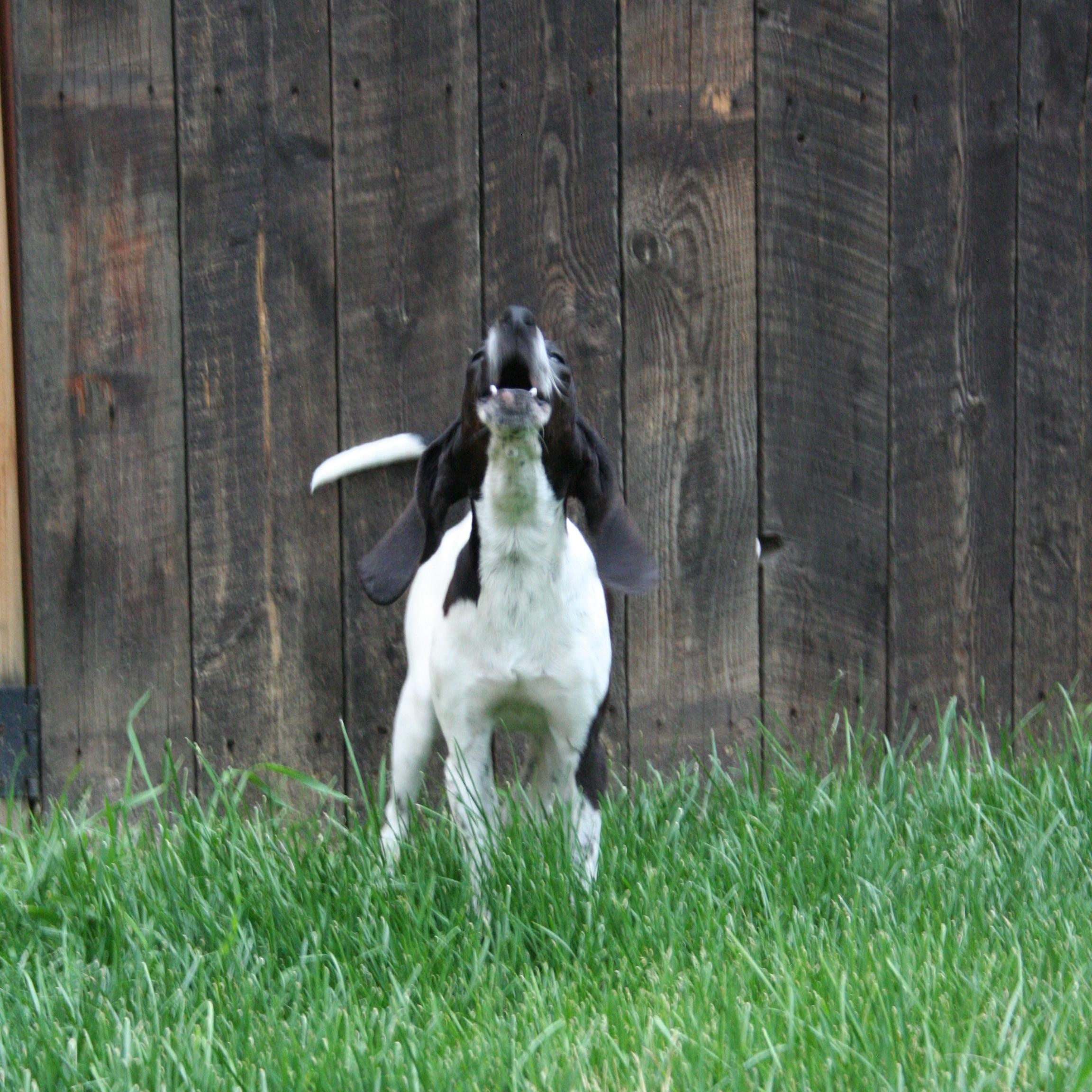 Dioge, an adoptable Bluetick Coonhound in Kalispell, MT, 59901 | Photo Image 4
