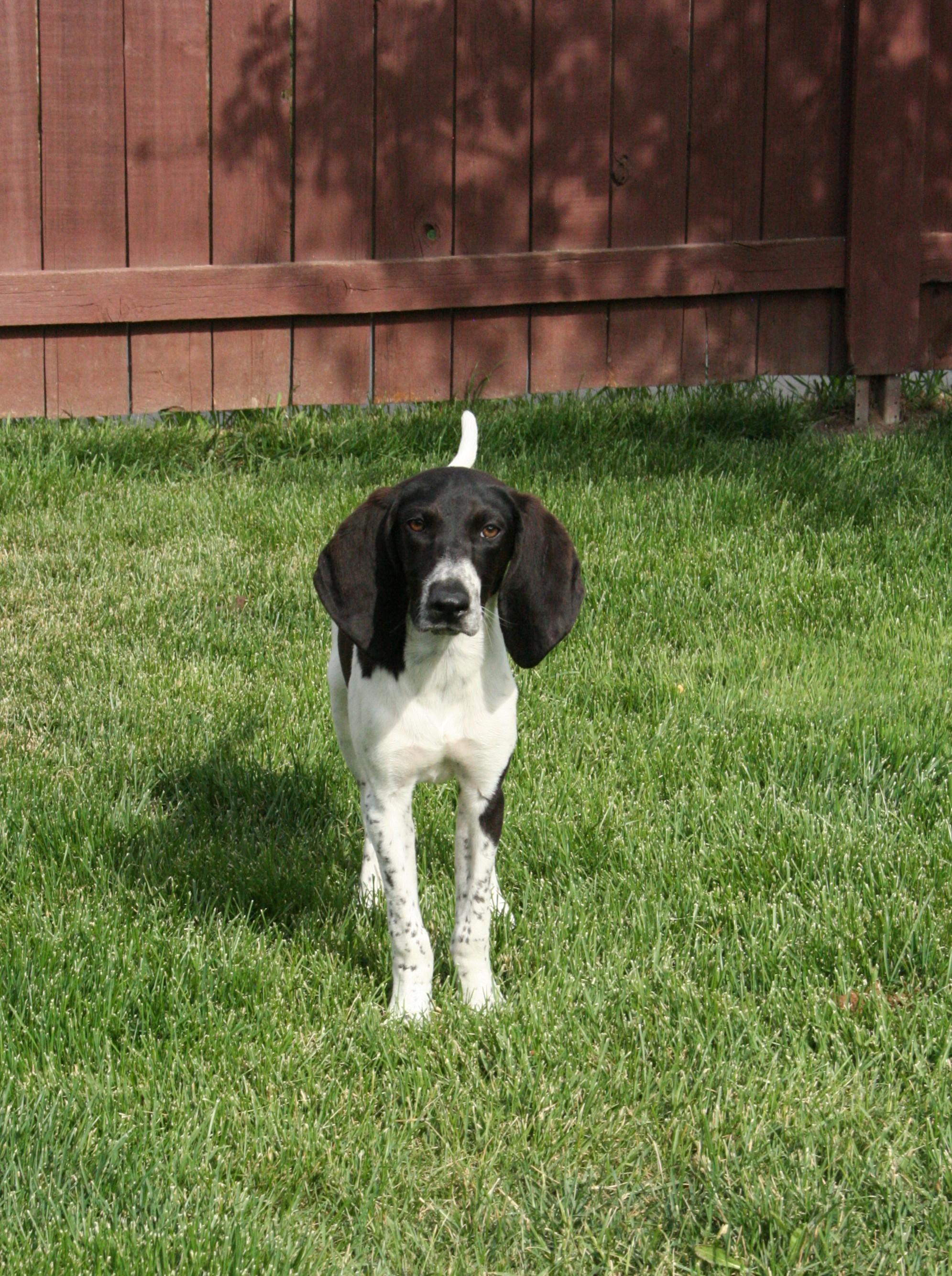 Baby D, an adopted Bluetick Coonhound in Kalispell, MT image 4/6