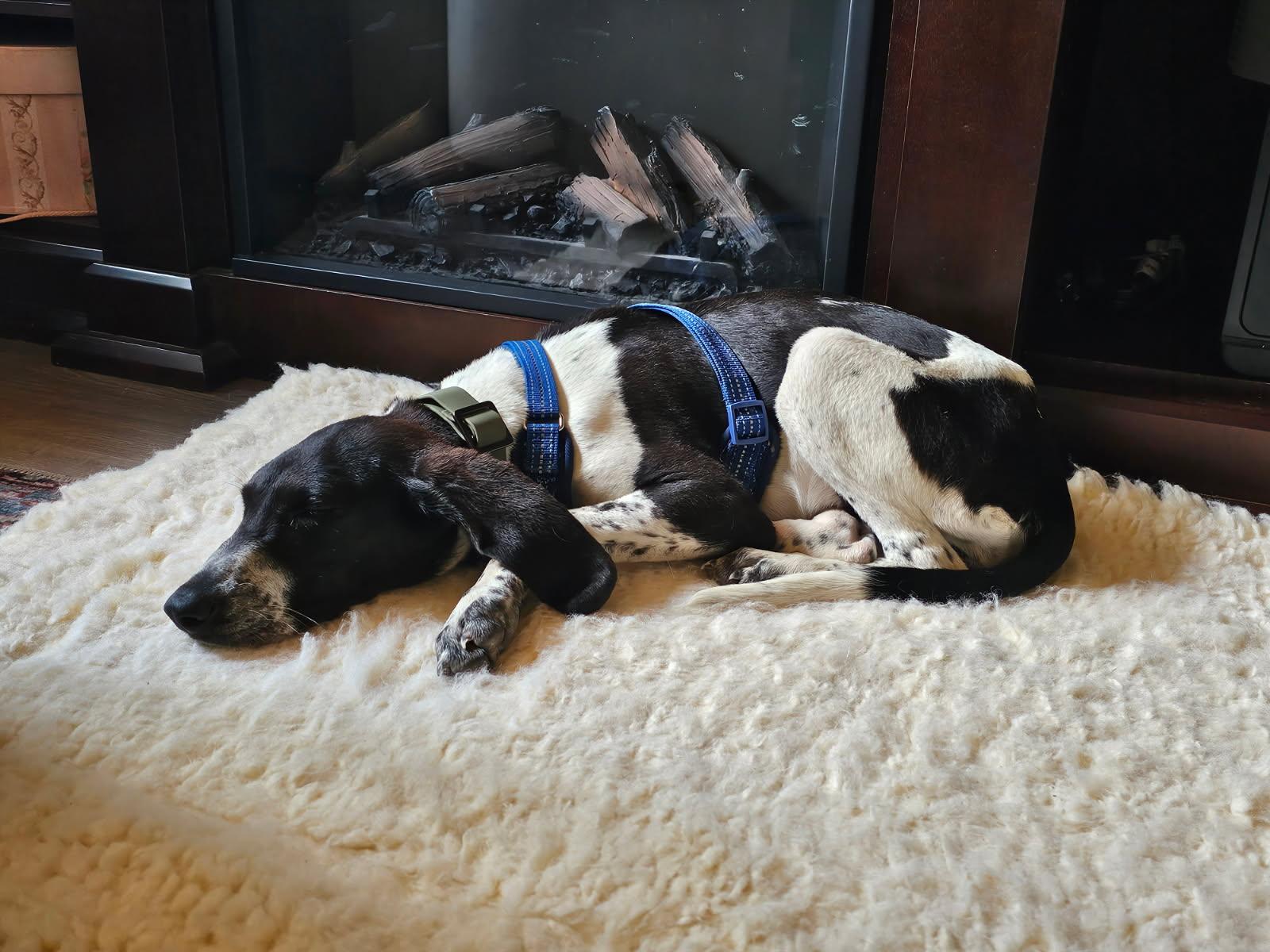 Baby D, an adopted Bluetick Coonhound in Kalispell, MT image 6/6