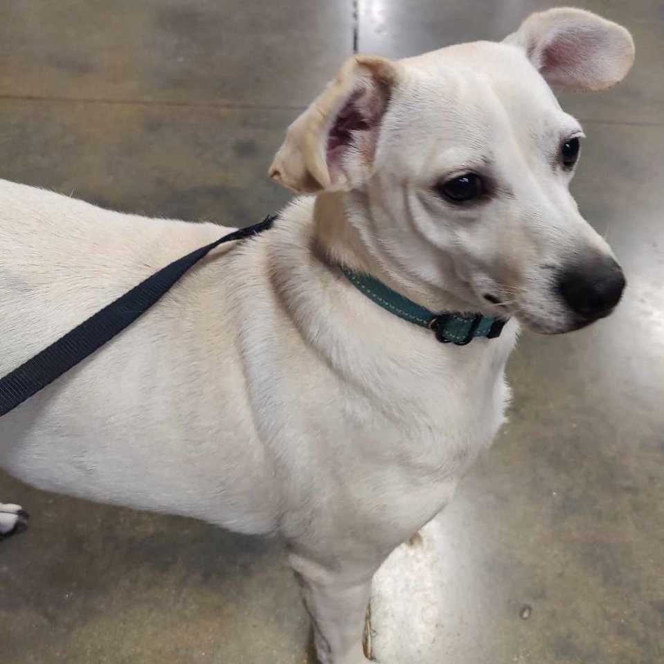 Dallas, a Adoptable Jack Russell Terrier in Marana, AZ image 2/5