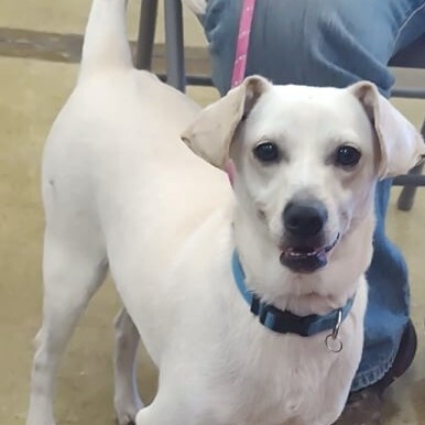 Dallas, a Adoptable Jack Russell Terrier in Marana, AZ image 3/5