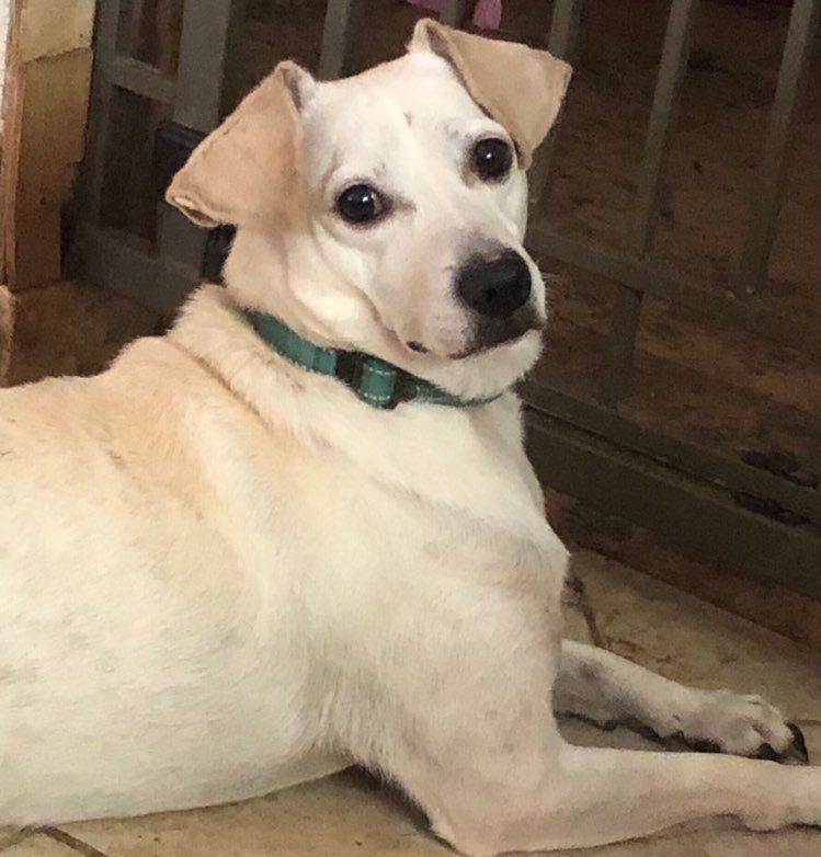 Dallas, a Adoptable Jack Russell Terrier in Marana, AZ image 4/5