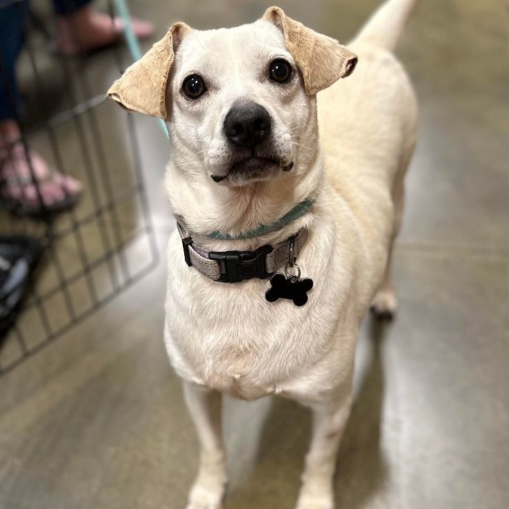 Dallas, a Adoptable Jack Russell Terrier in Marana, AZ image 5/5