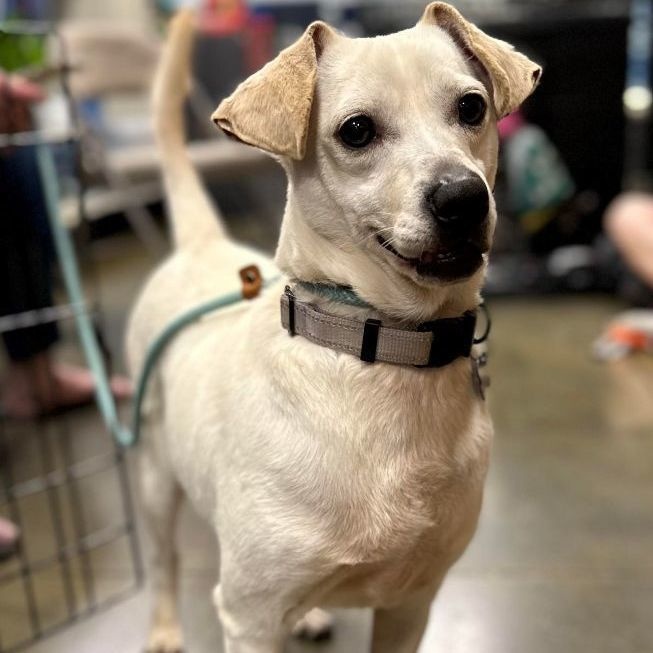 Dallas, a Adoptable Jack Russell Terrier in Marana, AZ image 1/5