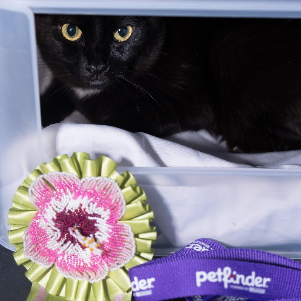 Enlarge Pepper, a Adoptable Domestic Short Hair in New York, NY image 1/3