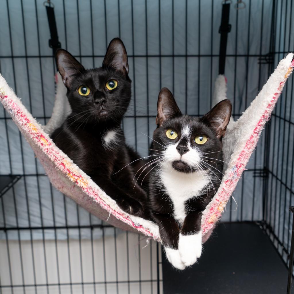 Enlarge Pepper, a Adoptable Domestic Short Hair in New York, NY image 1/2