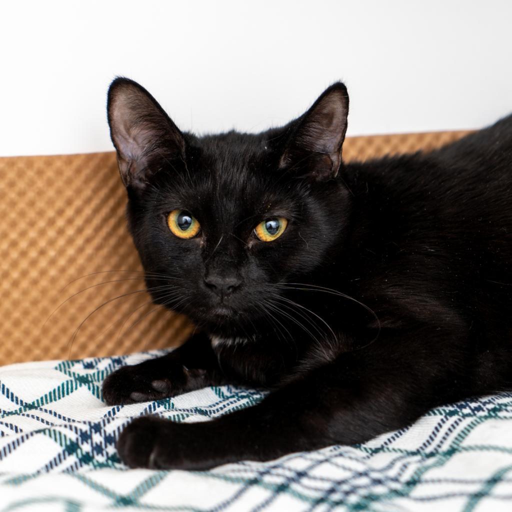 Enlarge Pepper, a Adoptable Domestic Short Hair in New York, NY image 2/2