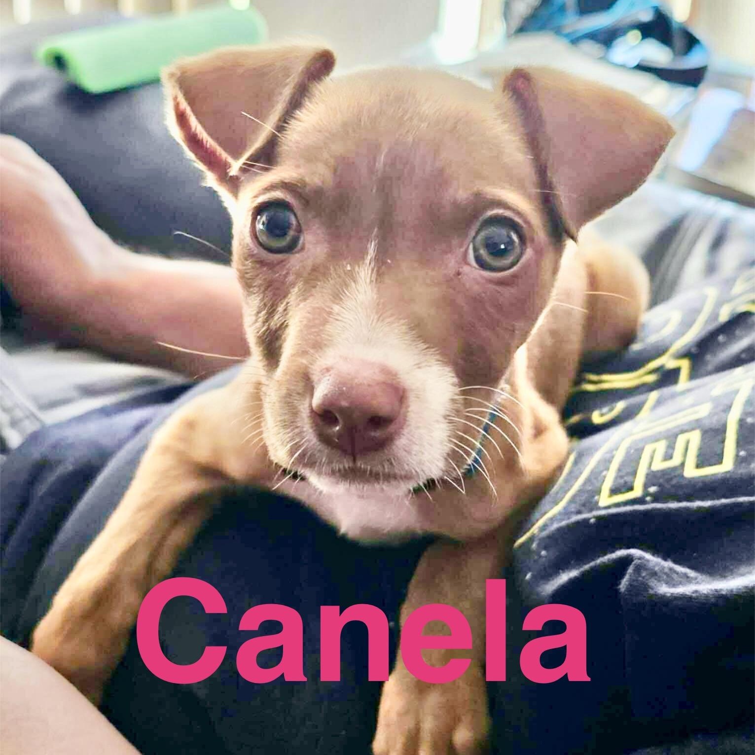 Canela