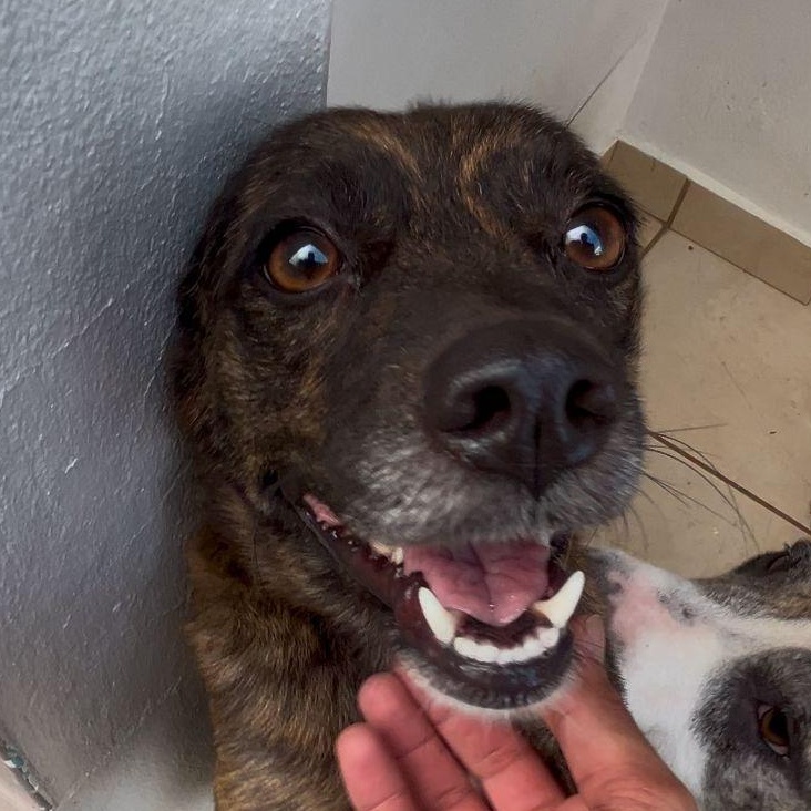 Enlarge Bubbles - The Girl w/ The Sweetest Eyes, an adoption pending mixed breed in BAYONNE, NJ image 3/6